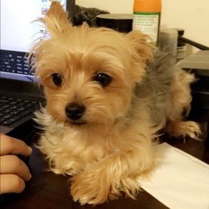 Meet your Posher, Justin